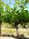 vignobles